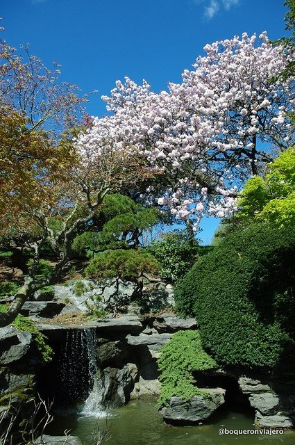 Jadín japonés en el Jardín Botánico de Brooklyn