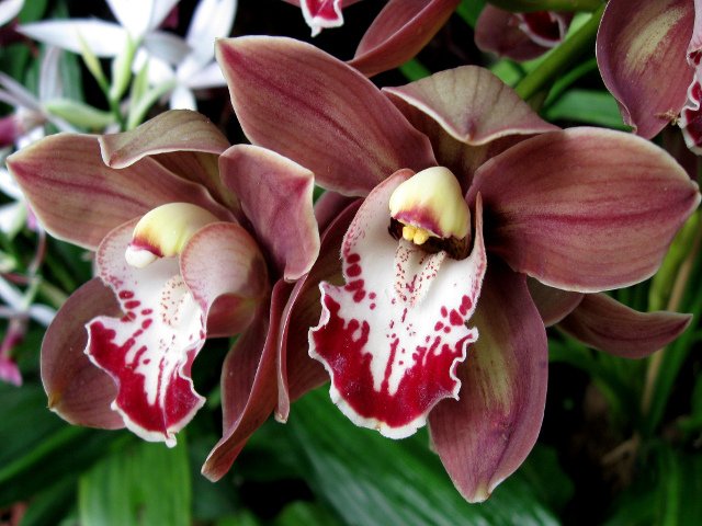 Las orquídeas de los jardines botánicos son preciosas y es una de las cosas que puedes ver en Nueva York en marzo