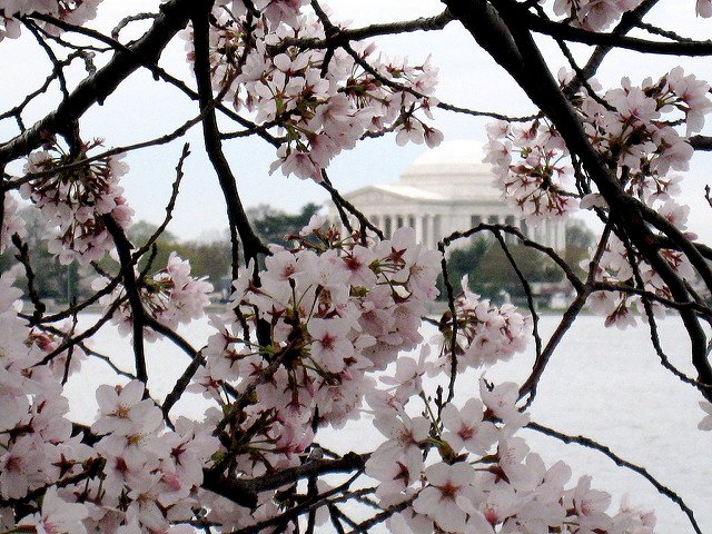 También se puede ver los cerezos en Washington D.C.